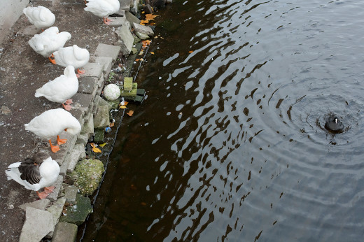 A lonely coot in a canal in Amsterdam.